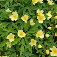 Anemone lipsiensis 'Pallida'